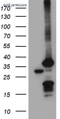 OriGene TA810344AM image 1