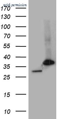 OriGene TA810347AM image 1