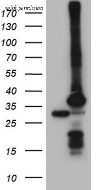 OriGene TA810348AM image 1