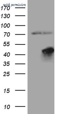 OriGene TA810350BM image 1