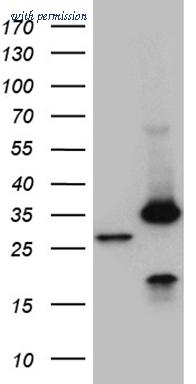 OriGene TA810368AM image 1