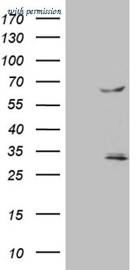 OriGene TA810371AM image 1