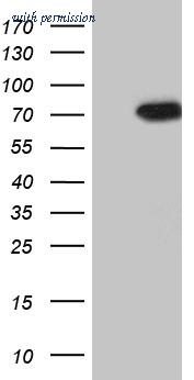 OriGene TA810374AM image 1