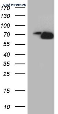 OriGene TA810375BM image 1