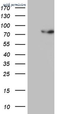 OriGene TA810380BM image 1