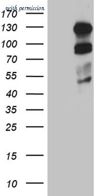 OriGene TA810504AM image 1