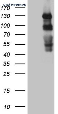 OriGene TA810505AM image 1