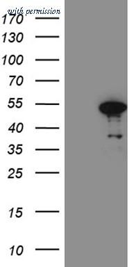 OriGene TA810542AM image 1