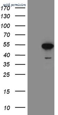 OriGene TA810543AM image 1