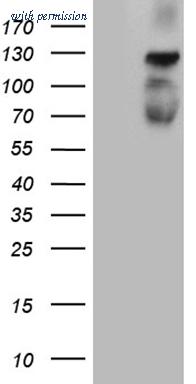 OriGene TA810550AM image 1