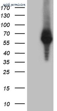 OriGene TA810551AM image 1