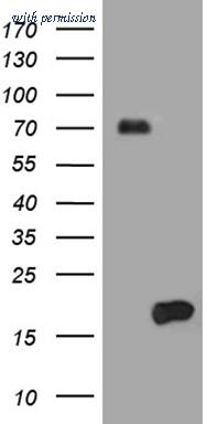 OriGene TA810555BM image 1