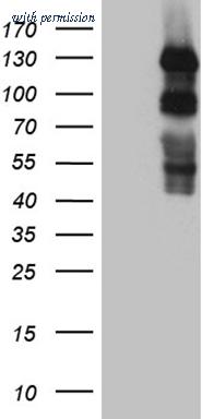 OriGene TA810562BM image 1