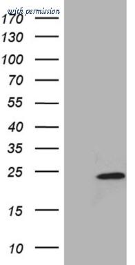 OriGene TA810582AM image 1