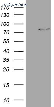 OriGene TA810598AM image 1