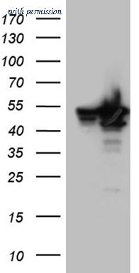 OriGene TA810619AM image 1