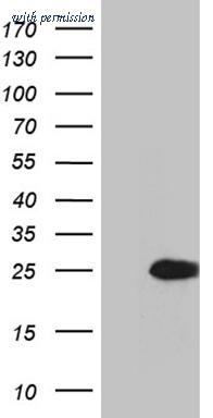 OriGene TA810682AM image 1