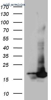OriGene TA810721AM image 1