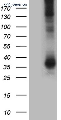 OriGene TA810725AM image 1