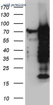 OriGene TA810824BM image 1