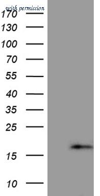 OriGene TA810826BM image 1