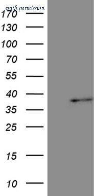 OriGene TA810827AM image 1