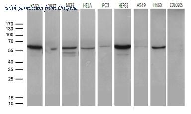 OriGene TA810840AM image 1