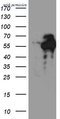 OriGene TA810854AM image 1