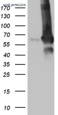 OriGene TA810977AM image 1
