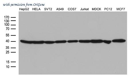 OriGene TA811000BM image 1