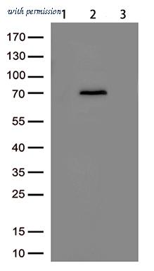 OriGene TA811064AM image 1