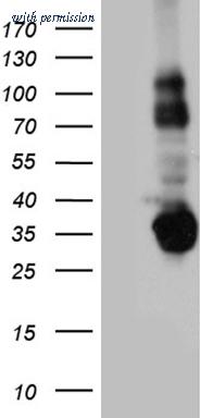OriGene TA811075AM image 1