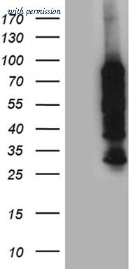 OriGene TA811163AM image 1