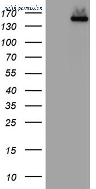 OriGene TA811179AM image 1