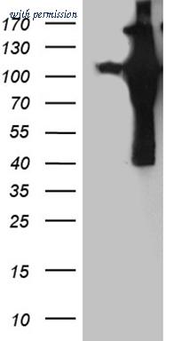 OriGene TA811192BM image 1