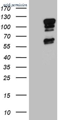 OriGene TA811235AM image 1