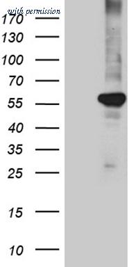 OriGene TA811238AM image 1
