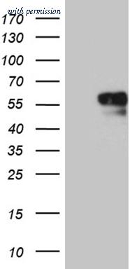OriGene TA811239BM image 1