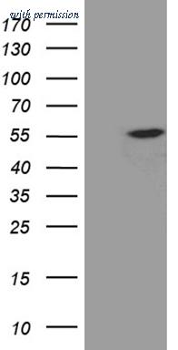 OriGene TA811243AM image 1
