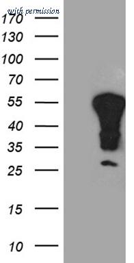 OriGene TA811246AM image 1