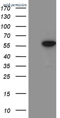 OriGene TA811266AM image 1
