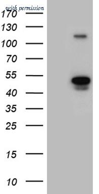 OriGene TA811279AM image 1