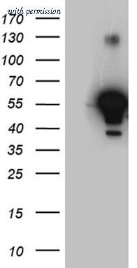OriGene TA811280BM image 1