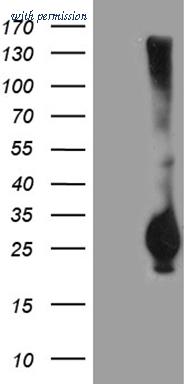 OriGene TA811296AM image 1