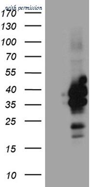 OriGene TA811299BM image 1