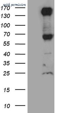 OriGene TA811323AM image 1