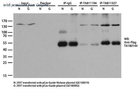OriGene TA811327AM image 1