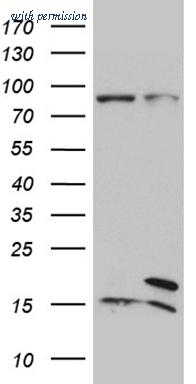OriGene TA811342BM image 1