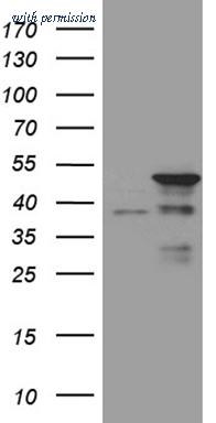 OriGene TA811372AM image 1