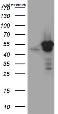 OriGene TA811397BM image 1